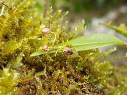 Imagem de Lepanthes cornejoi Luer