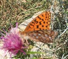 Image of Speyeria coronis carolae Dos Passos & Grey 1942