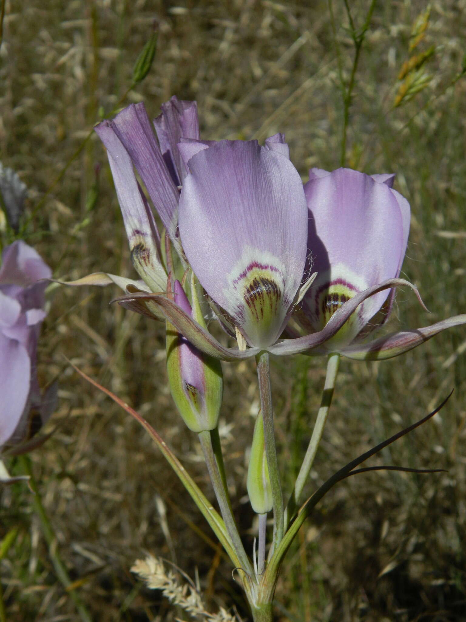 Image of broad-fruit mariposa-lily