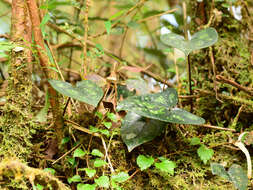 Image of Asarum taipingshanianum S. F. Huang, T. H. Hsieh & T. C. Huang