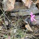 Imagem de Phlox colubrina Wherry & Constance