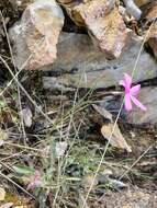 Image of Snake River phlox