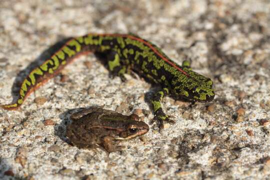 Triturus marmoratus (Latreille 1800) resmi