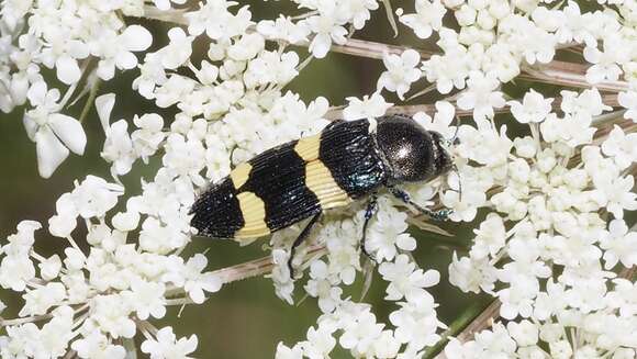 Image of Castiarina bifasciata (Hope 1831)