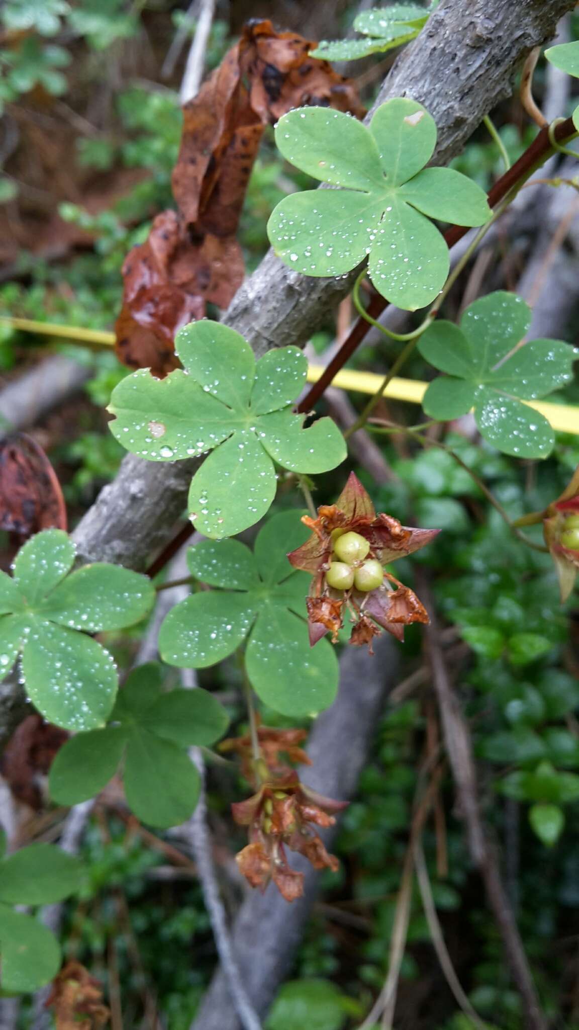 Image of Tropaeolum ciliatum Ruiz & Pav.