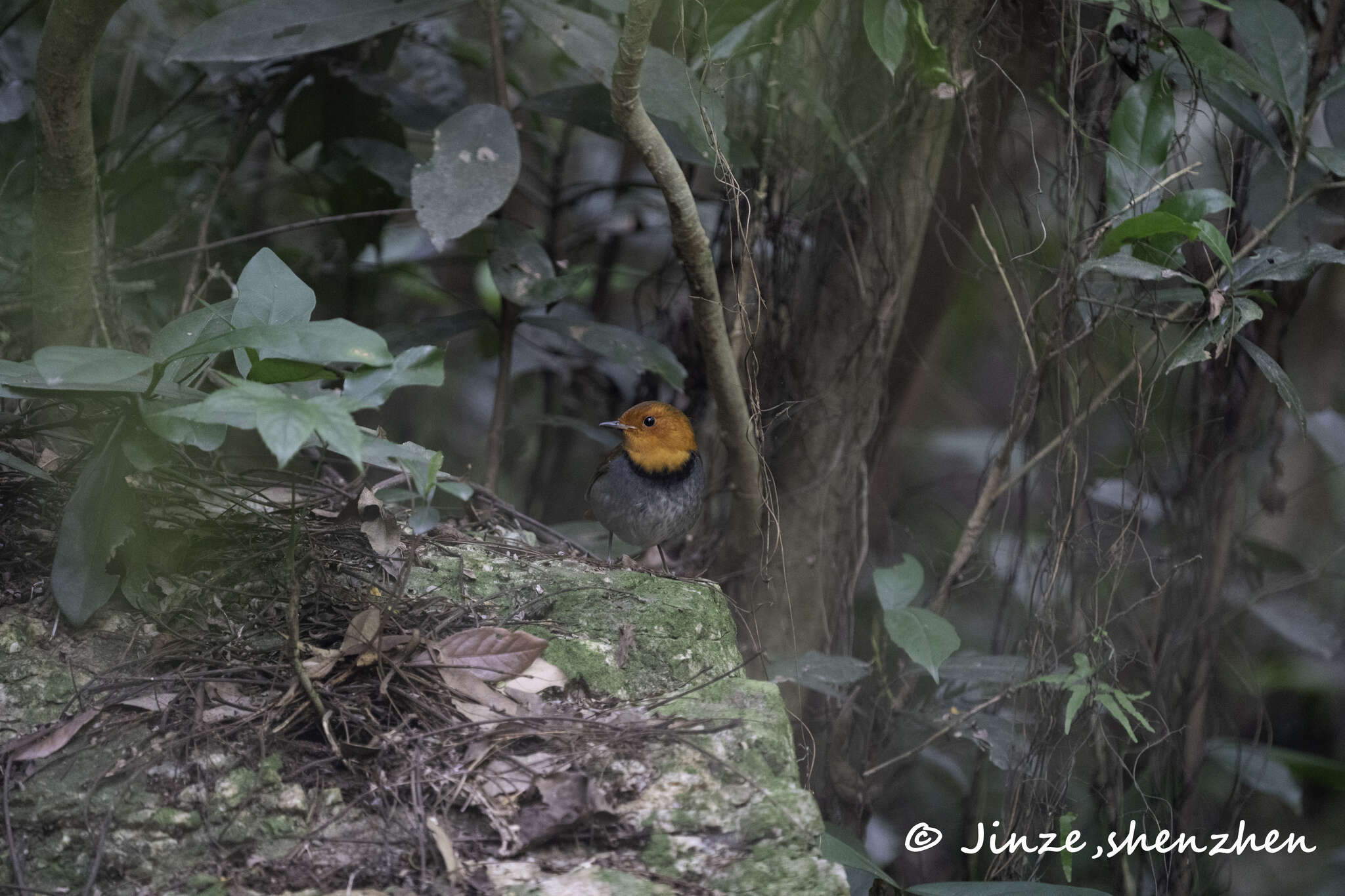 Image of Japanese Robin