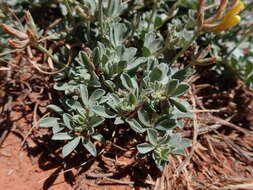 Image of <i>Acmispon mearnsii</i>