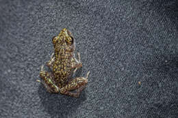 Image of Whistling Chirping Frog