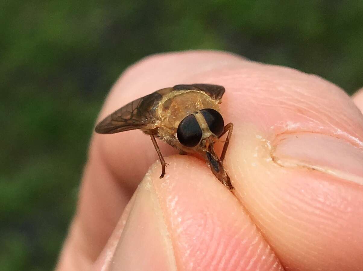 صورة Stonemyia isabellina (Wiedemann 1828)