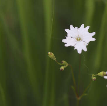 Image of Heliosperma alpestre (Jacq.) Griseb.