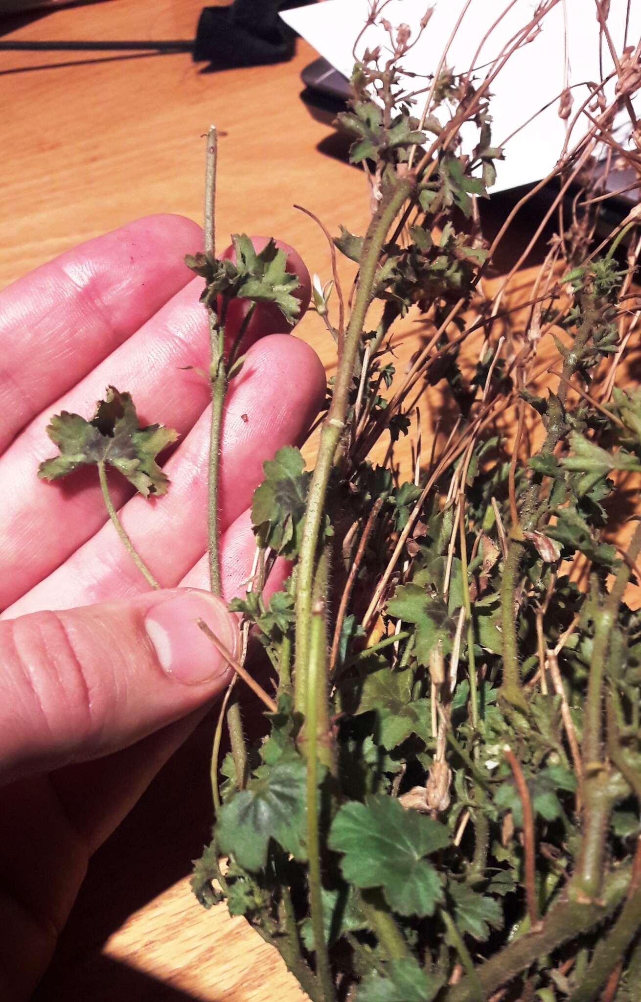 Image of Pelargonium elongatum (Cav.) Steud.