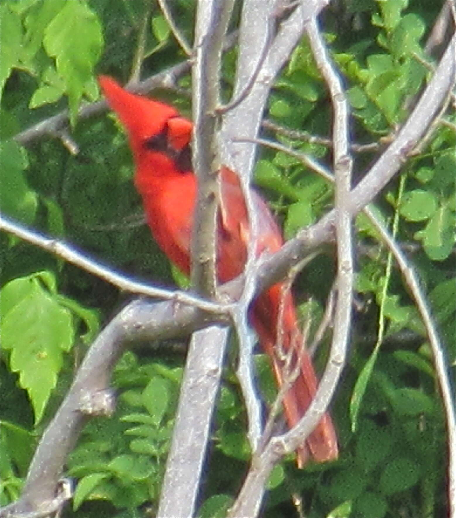 Imagem de Cardinalis cardinalis carneus (Lesson & PA 1842)