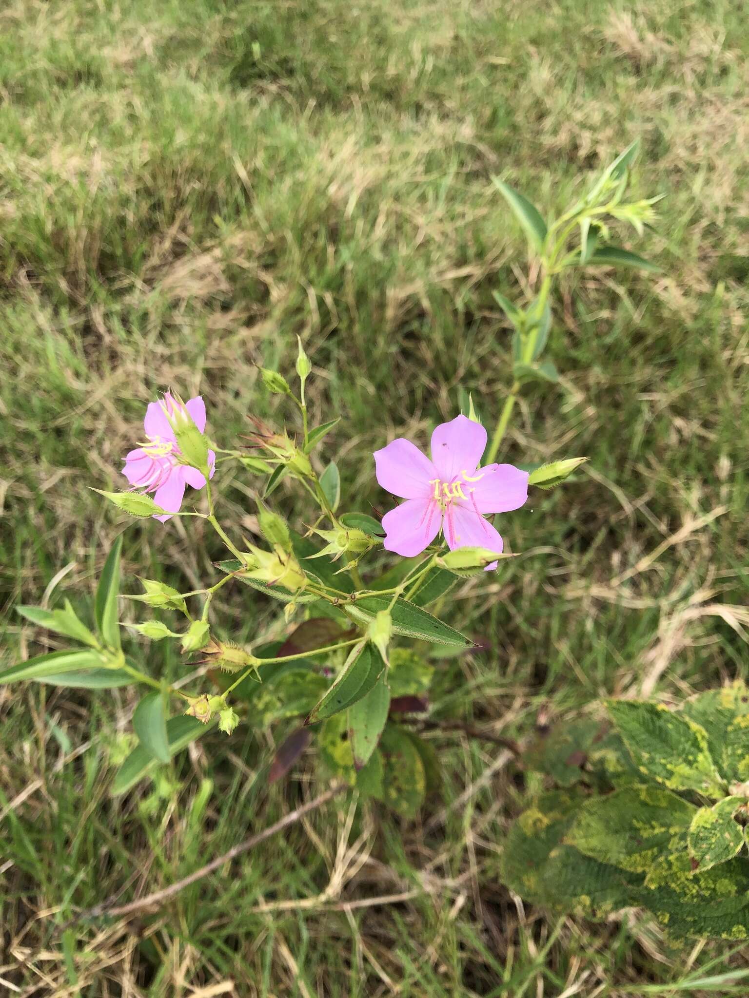 Pterogastra divaricata (Bonpl.) Naud.的圖片