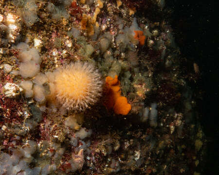 Imagem de Alcyonium siderium Verrill 1922