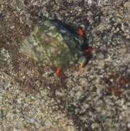 Image of California scarlet hermit crab