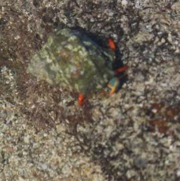 Image of California scarlet hermit crab