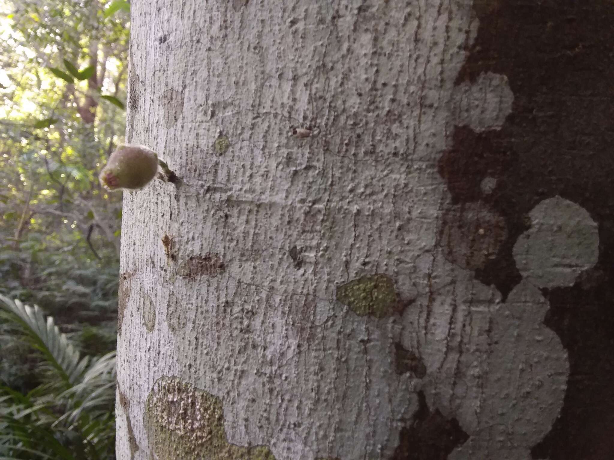 Image of Ficus coronata de Spin