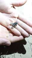 Image of Red-belly toad