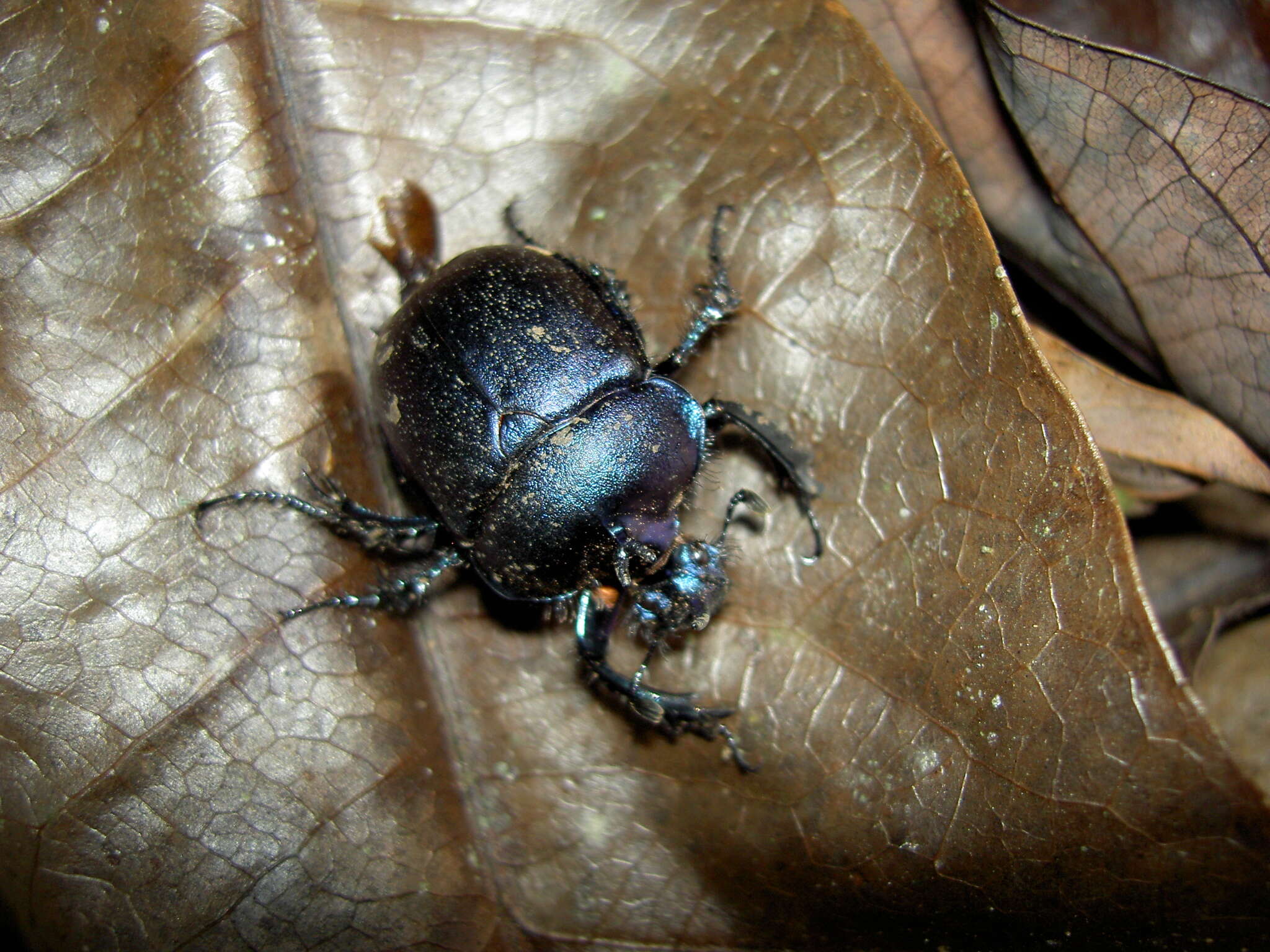 Image of Enoplotrupes