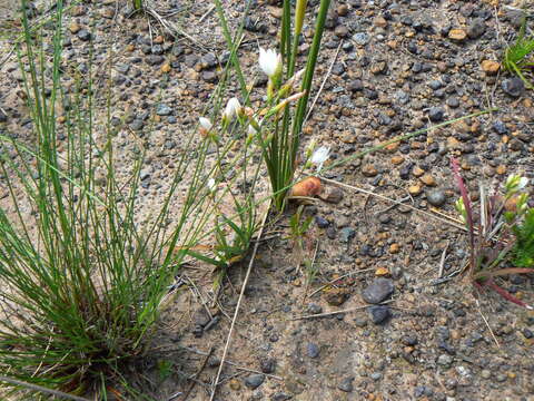 Image of Hesperantha falcata (L. fil.) Ker Gawl.