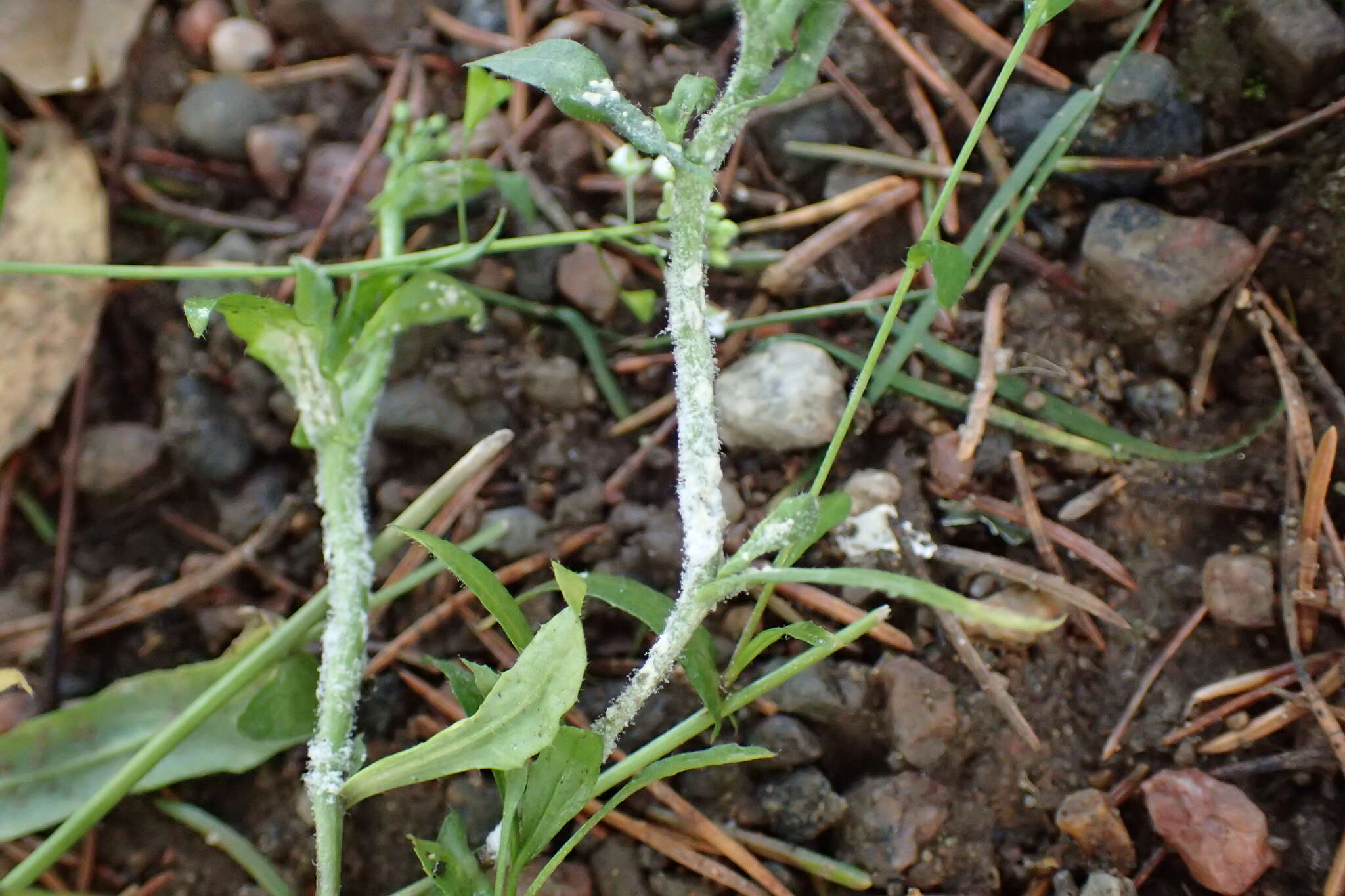 Image of Hyaloperonospora parasitica