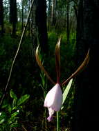 Image of Rosebud orchid