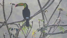 Image of Keel-billed Toucan