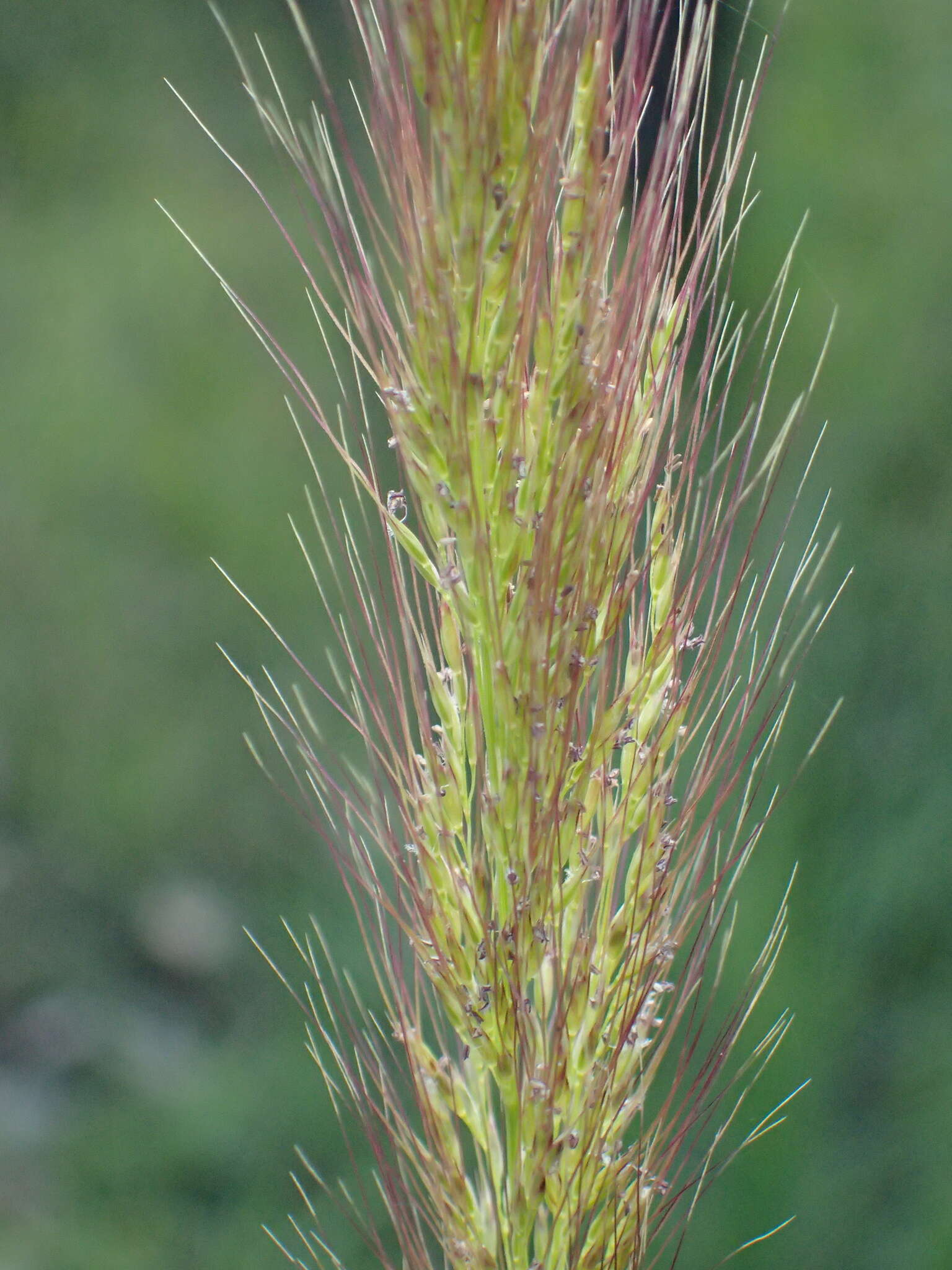 Dichelachne micrantha (Cav.) Domin resmi