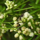 Image of Ceropales taschenbergi (Dalla Torre 1897)