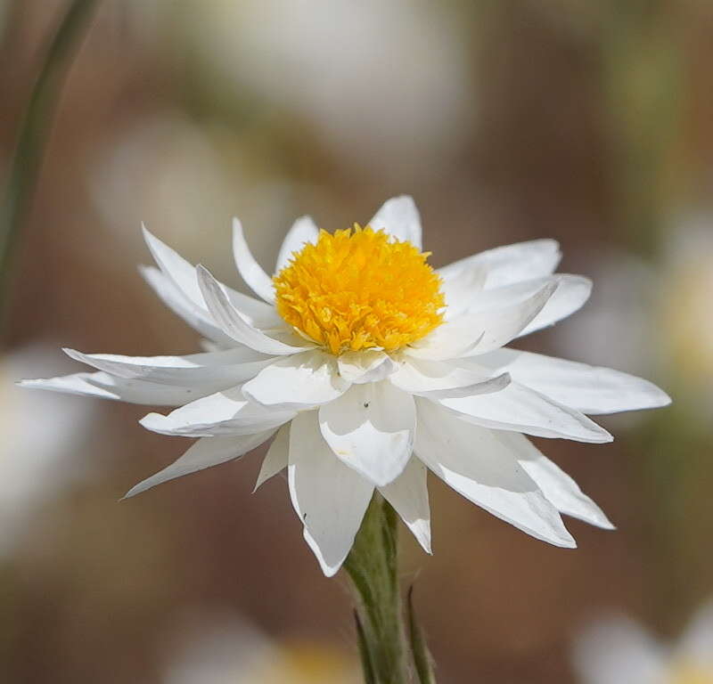 Image of Hyalosperma praecox (F. Müll.) P. G. Wilson