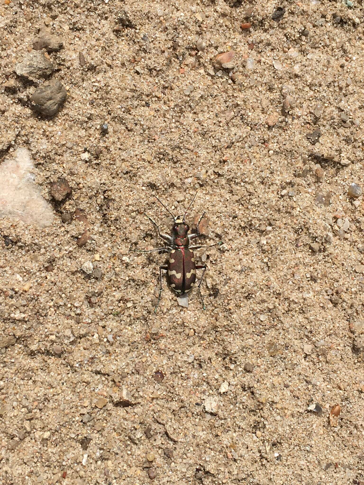 Image de Cicindela (Cicindela) hybrida hybrida Linnaeus 1758