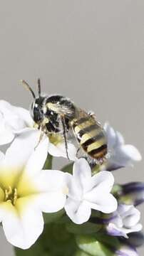 Perdita heliotropii Cockerell 1900 resmi