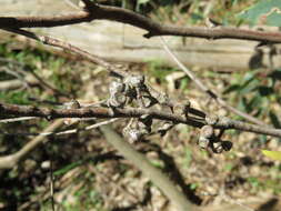 Eucalyptus radiata A. Cunn. ex DC. resmi