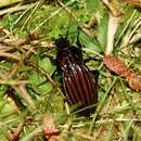 Carabus (Ctenocarabus) melancholicus submeridionalis Breuning 1975 resmi