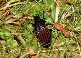 Carabus (Ctenocarabus) melancholicus submeridionalis Breuning 1975 resmi