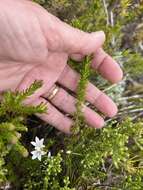 Image of Wahlenbergia calcarea (Adamson) Lammers