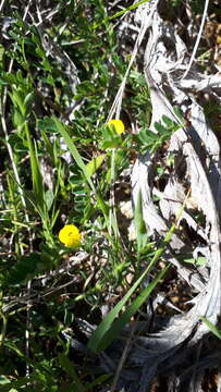 Image of Hippocrepis biflora Spreng.