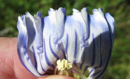 Image of <i>Gentiana <i>andrewsii</i></i> var. andrewsii