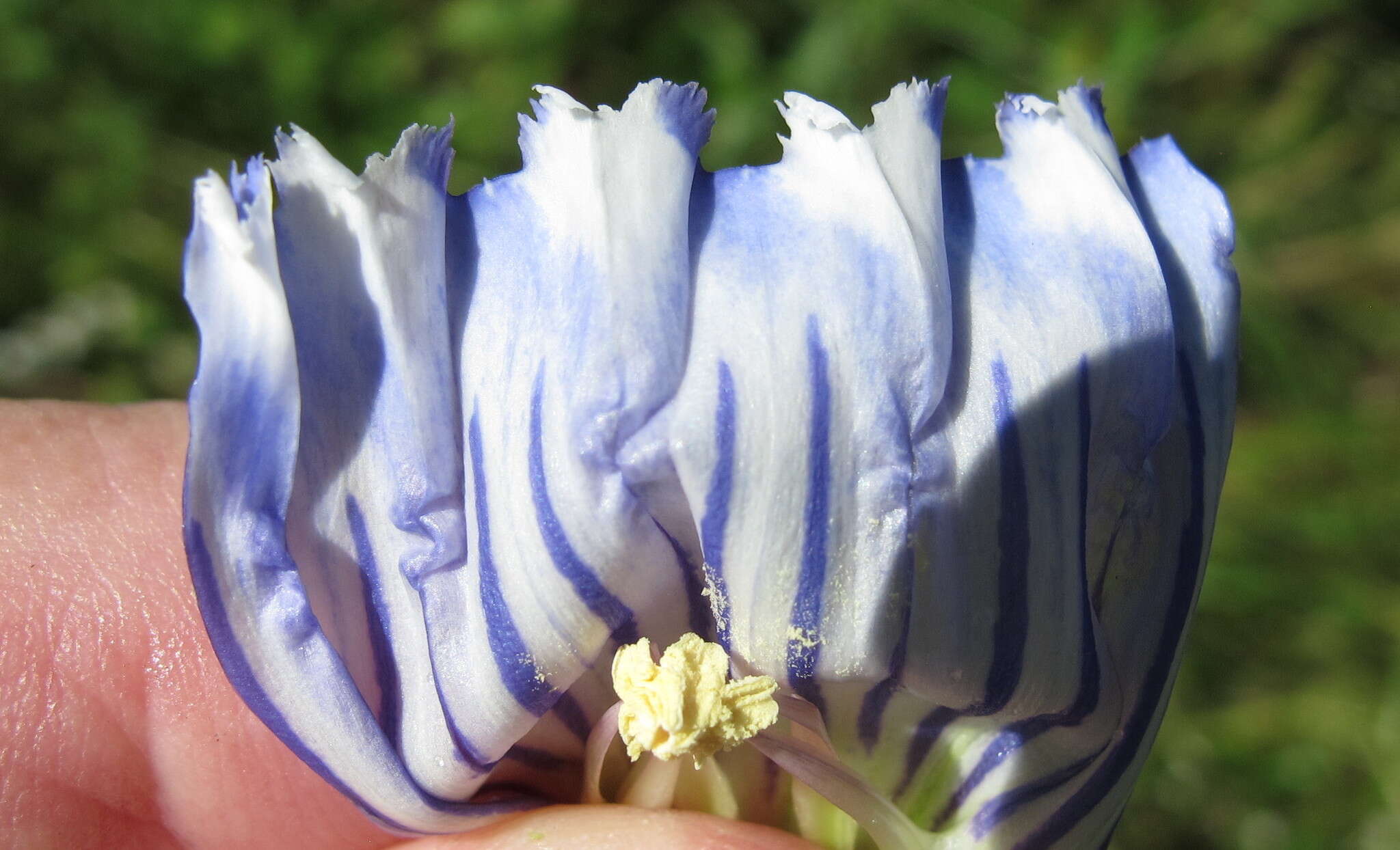Image of <i>Gentiana <i>andrewsii</i></i> var. andrewsii