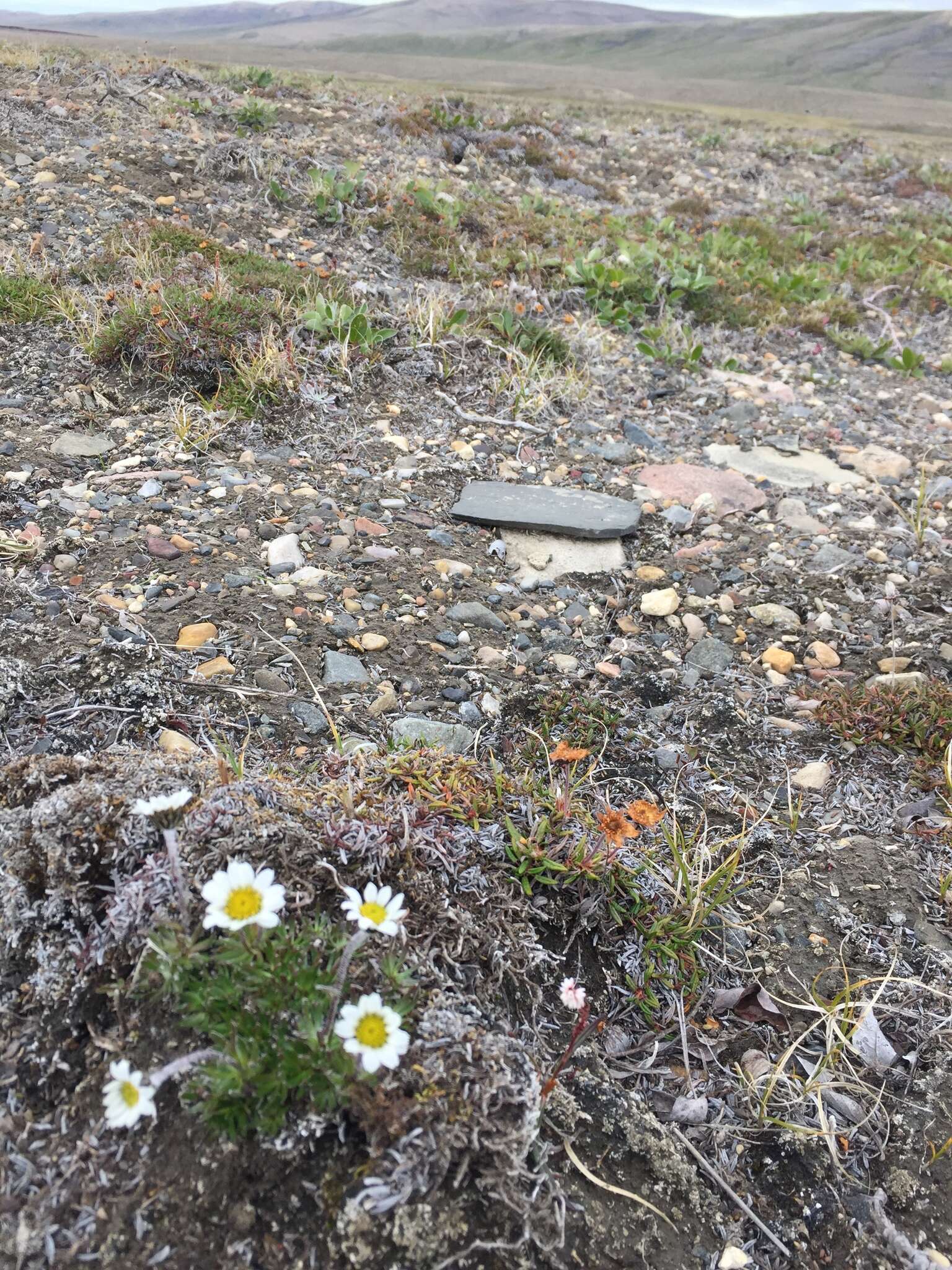 Слика од Arctanthemum integrifolium (Richards.) Tzvel.