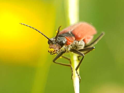 Image of <i>Malachius coccineus</i> Waltl 1838