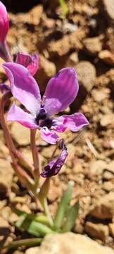 Plancia ëd Lapeirousia fabricii subsp. purpurascens