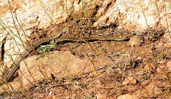 Image of Thamnophis elegans vagrans (Baird & Girard 1853)