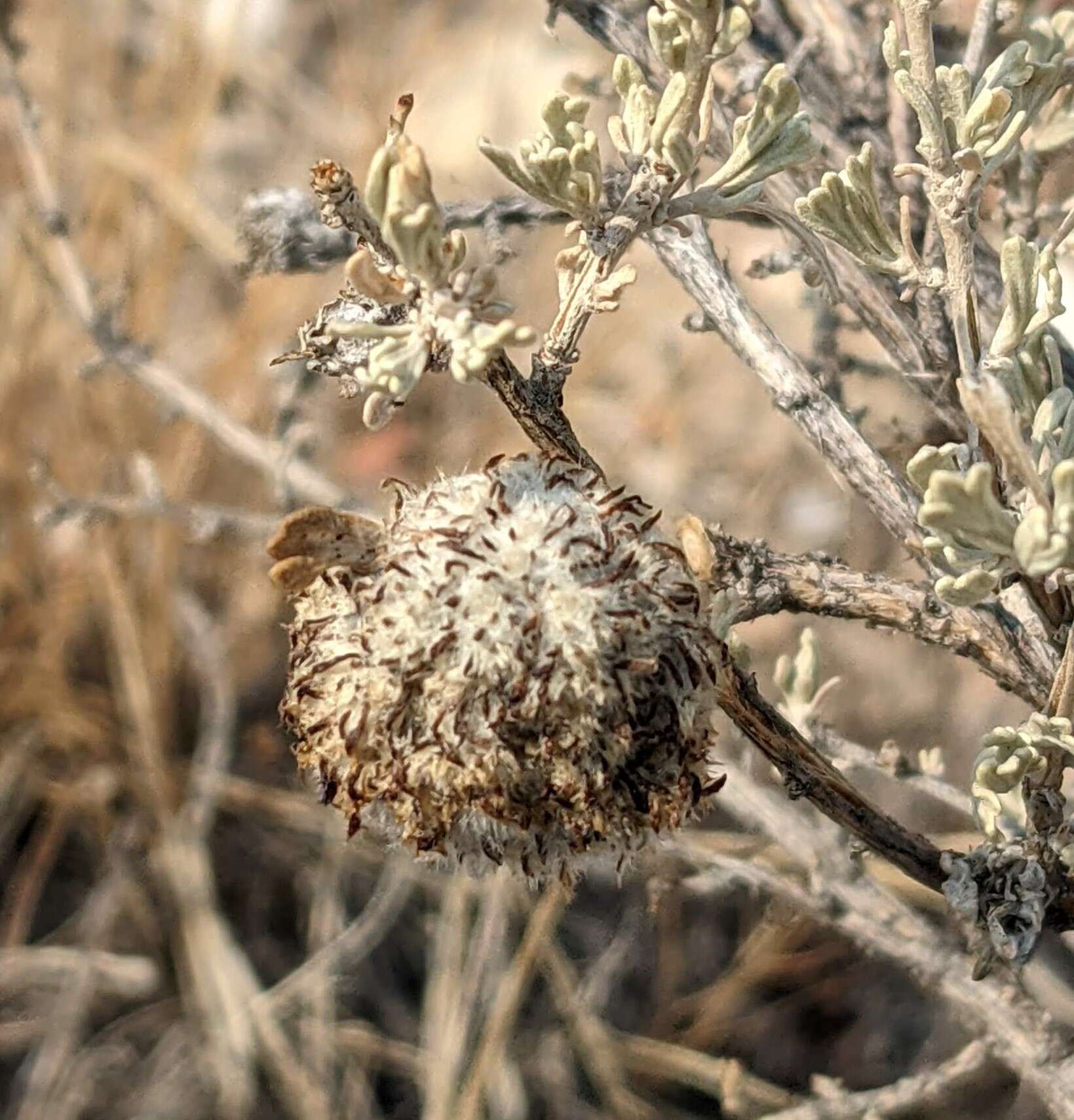 Image of Rhopalomyia medusirrasa Gagne 1983