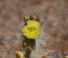 Opuntia polyacantha var. erinacea (Engelm. & J. M. Bigelow) B. D. Parfitt resmi