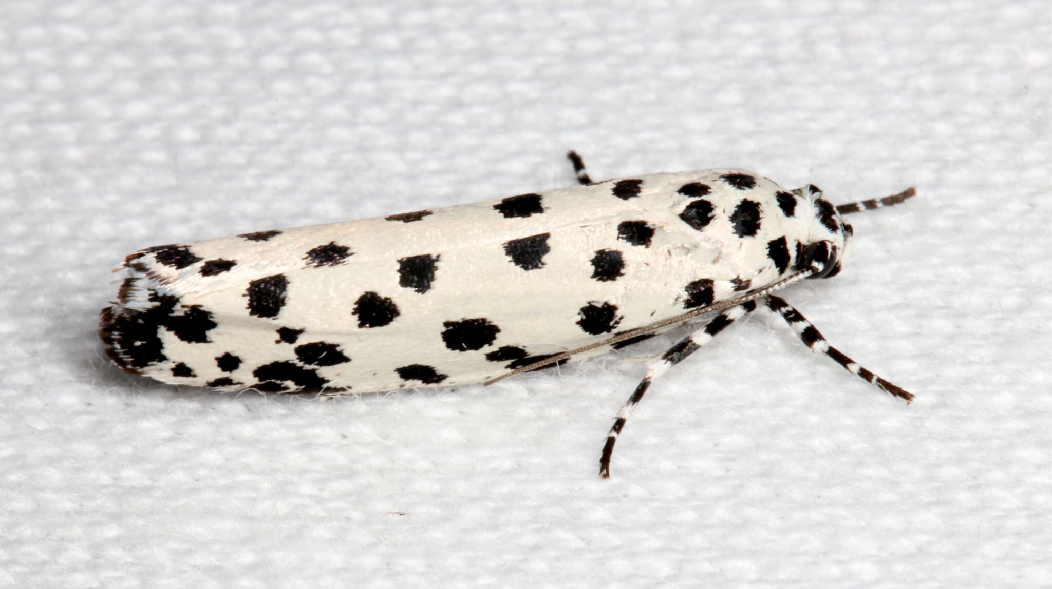 Image of Ethmia clytodoxa Turner 1917