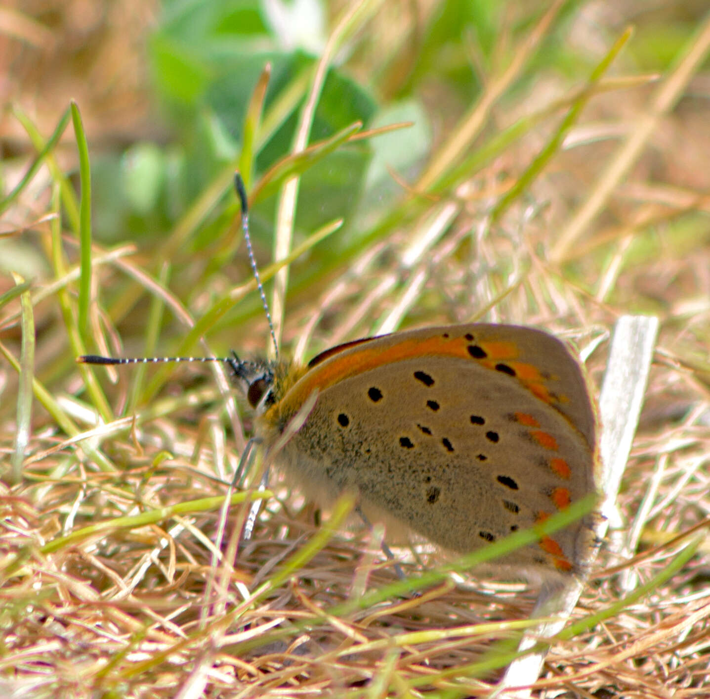 Image of <i>Lycaena ottomana</i>