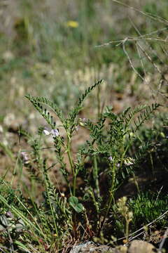 Image of blister vetch