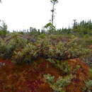 Image of Juniperus communis var. charlottensis R. P. Adams
