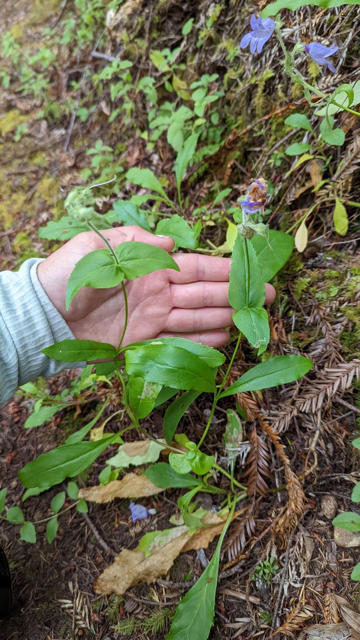 Image of Rattan's beardtongue